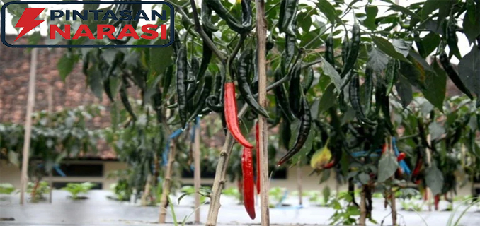 Teknologi Lipat Ganda Untuk Meningkatkan Produksi Cabai